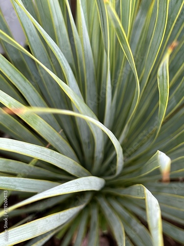 yucca leaves, thin leaves of a houseplant swaying in the wind