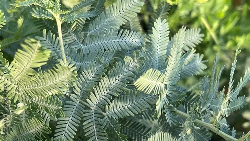 jagged foliage of acacia tree, mimosa leaves, jagged leaves, tree with fern-like leaves