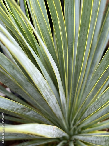 yucca leaves, thin leaves of a houseplant swaying in the wind