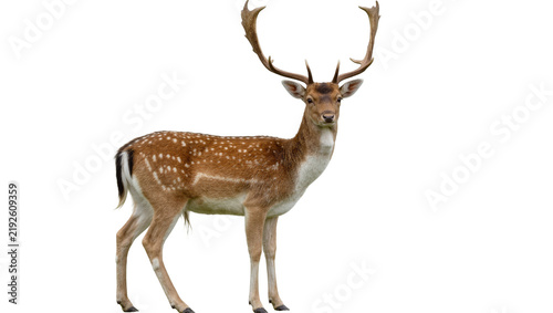 Obraz na płótnie Majestic male fallow deer with large antlers, isolated on transparent background