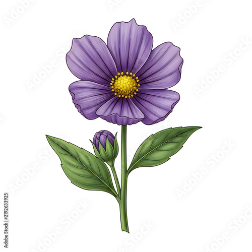 Purple flower with green leaves on white background