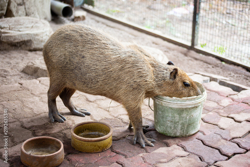 Capybara Eating Food from a Bucket in an Outdoor 

