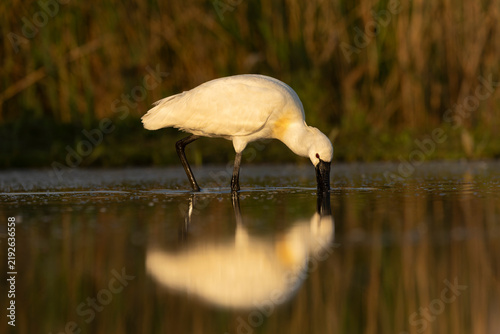 Fototapeta Eurasian Spoonbill, Platalea leucorodia