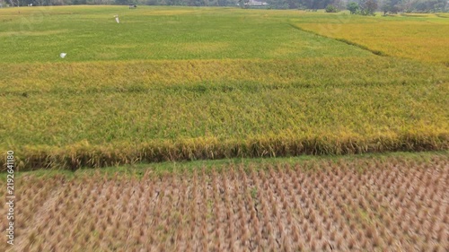 Drone View of Rice Fields in Asia 