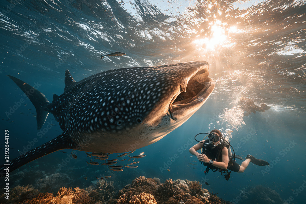 Obraz premium Diving with a whale shark in clear water under bright sunlight near coral reefs