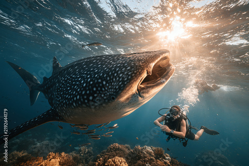 Diving with a whale shark in clear water under bright sunlight near coral reefs