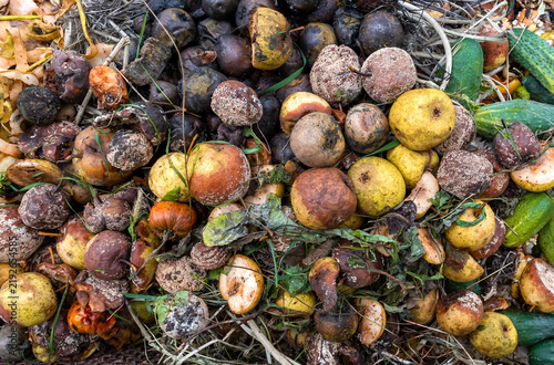 Food waste in a compost heap as fertilizer for the garden. Composting vegetable scraps.