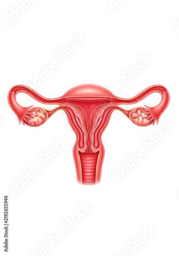 Anatomical illustration of the female human reproductive system
