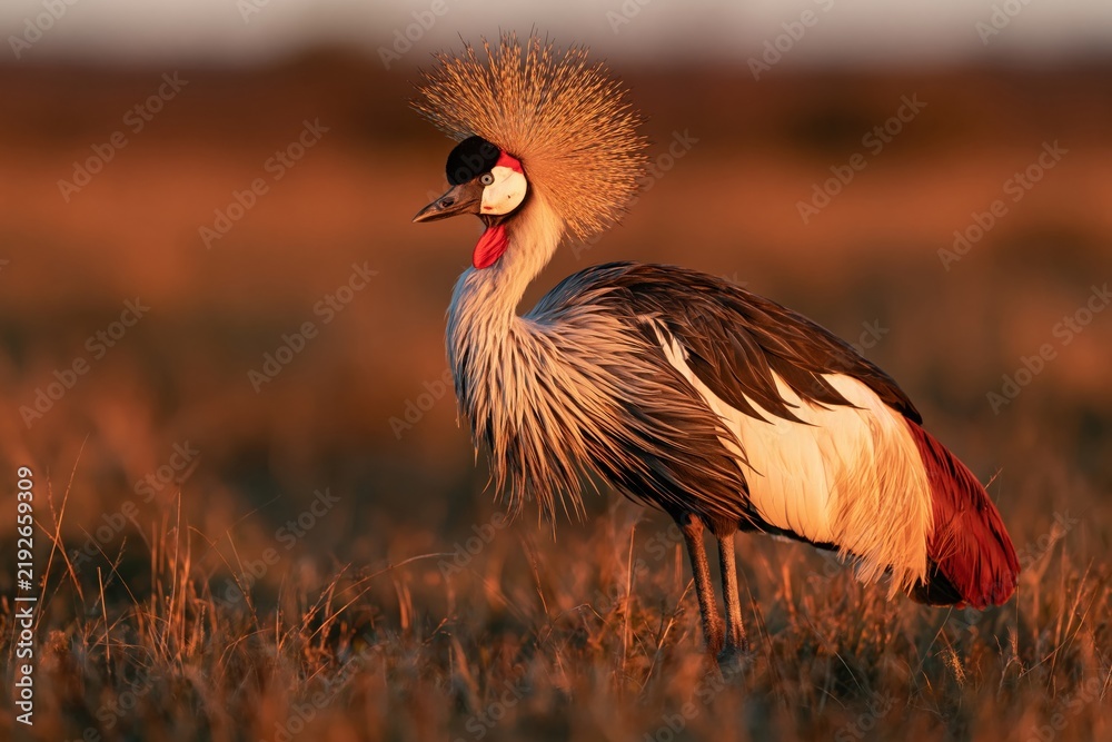 Fototapeta premium Crowned crane stands in golden grass during sunset in a wide-open field