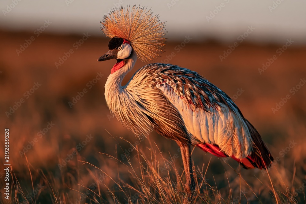 Fototapeta premium Crowned crane stands in golden grass during sunset in an open field at dusk