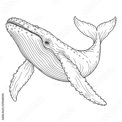 Majestic Humpback Whale in Motion