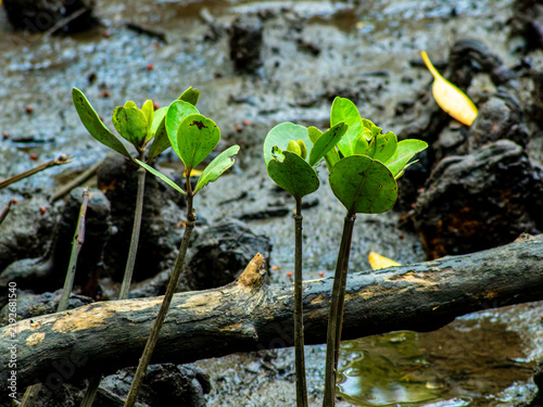 Canvastavla Small Mangrove Seedlings Growing on Waterlogged Mud