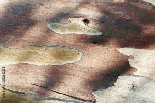 Foto Closeup of eucalyptus tree bark texture background, natural wood pattern and rou