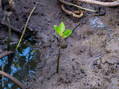 Canvastavla Young Mangrove Seedling Taking Root in Waterlogged Coastal Mud