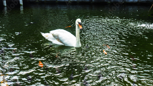 Картината върху платно A graceful white mute swan swimming on the surface of a green freshwater pond fi