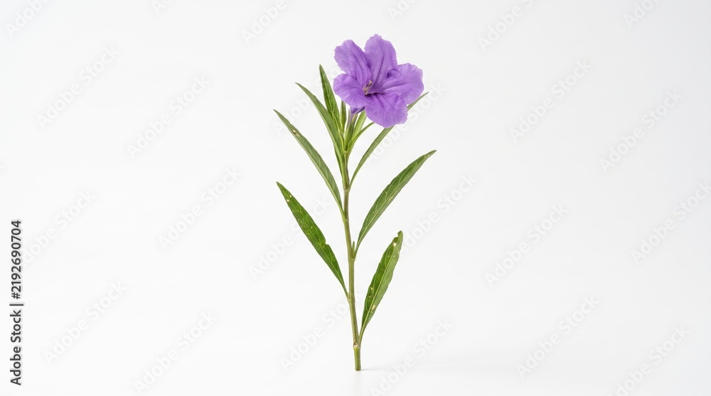 Fototapeta premium Single purple flower with green leaves on a stem