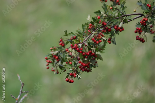 Quadro su tela Ripe red hawthorn berries densely covering a branch in late summer