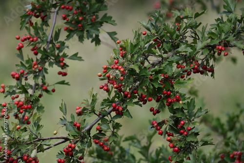 Quadro su tela Abundant cluster of ripe red hawthorn berries growing on a leafy branch