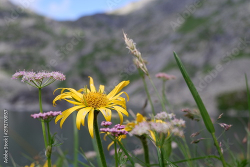 Fotografie Bright Yellow Alpine Flowers Blooming Beside Glacial Lake in the Slovak High Tat
