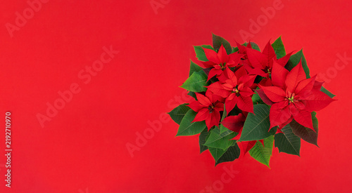 Obraz na płótnie Top view of a red poinsettia flower placed on the side with copy space on a vibrant red background