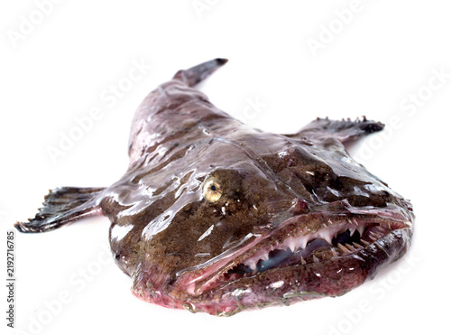 Fotografie monkfish