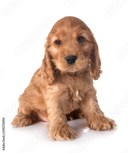 Obraz na płótnie puppy cocker spaniel