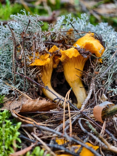 orange cap boletus
