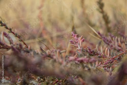 Cuadro en lienzo Suaeda pannonica growing on saline soil at Böddi-szék, Hungary