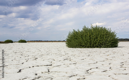 Bild auf Leinwand Salsola soda growing on cracked saline soil at Böddi-szék, Hungary