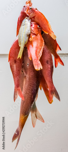 Obraz na plátně Grappe de poissons rouges exotiques