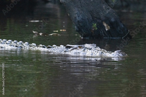 Full size crocodile, on the Kinabangtan River, in Borneo.