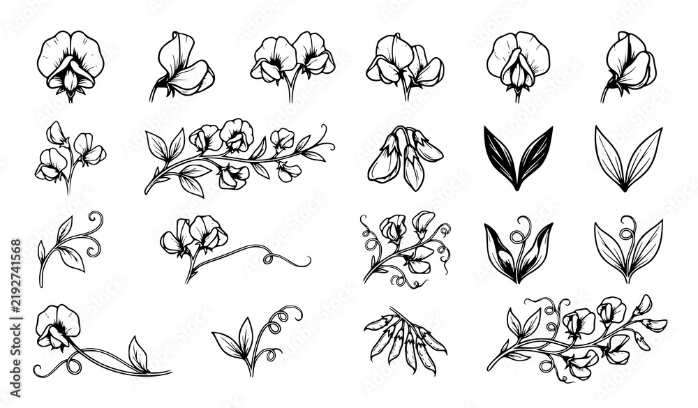 Obraz premium 16 Sweet Pea Flower Botanical Black Vector Icons Collection