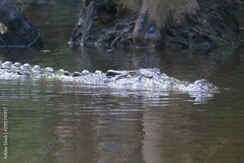 Crocodile, at dawn, in the Kinabangtan River, in Borneo.