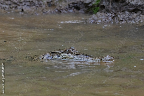 Obraz na plátně One metre long crocodile, in the Kinabangtan River, in Borneo.