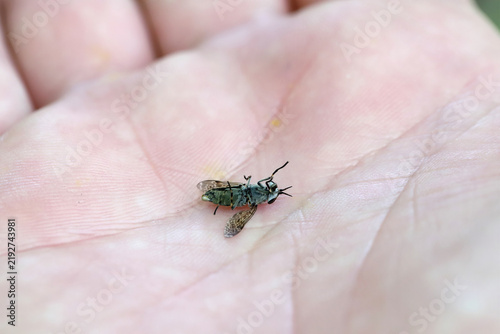 Bild auf Leinwand Common Horse Fly, Haematopota pluvialis, female