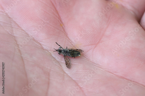Принти на полотні Common Horse Fly, Horse Fly, Notch-horned Cleg Fly, cleg-fly, cleg (Haematopota pluvialis), female