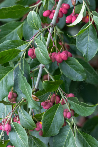 Euonymus europaeus spindle tree showing pink autumn berries