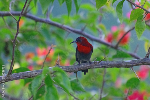 Crimson Sunbird perching, in Sandakan, Borneo.
