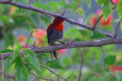 Crimson Sunbird, perching in Sandakan, Borneo.