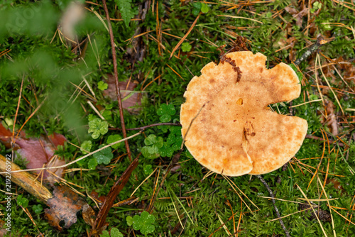 Lactarius mushroom lies on green moss surrounded by pine needles in forest setting. Concept of wild fungi identification and inedible forest mushroom species for mycology field reference.