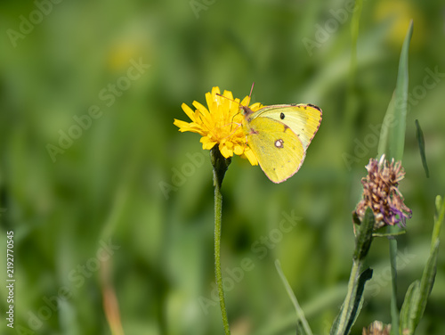 Weißklee-Gelbling (Colias hyale) - Schmetterling auf Wiese an Blüte