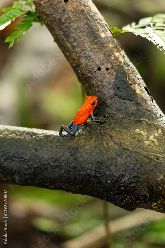 View of a vibrant strawberry poison-dart frog with a bright orange body and dark blue legs perched on a textured mossy tree branch in the rainforest of Costa Rica.