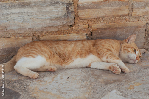 Canvastavla ginger cat stretching lying stone ground eyes closed relaxed street cat orange w