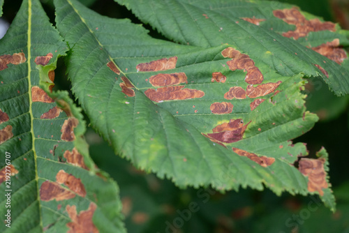 Obraz na płótnie A macro view of a horse chestnut leaf with distinct brown necrotic spots and irregular patches