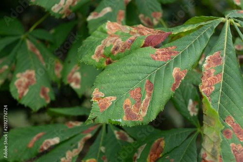 Obraz na płótnie A close-up of a green horse chestnut leaf showing extensive brown necrotic spots and dry patches