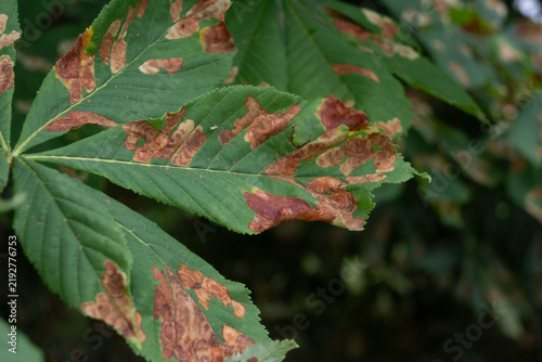 Foto A macro shot of a horse chestnut leaf exhibiting large brown rust-like necrotic patches