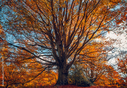 A magnificent mature beech tree with vibrant orange autumn foliage at Windsor Great Park, Berkshire, England