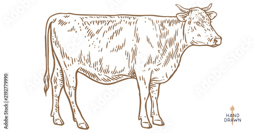 Cow, bull, beef. Retro style beef bull sketch, vintage cow drawing black white, old ink pencil artwork. Bull silhouette, side view cow profile, engraved beef print. Vector Illustration