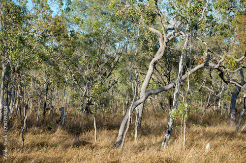Canvastavla Australian Outback scenery, bushland and bushland details in Far North Queenslan