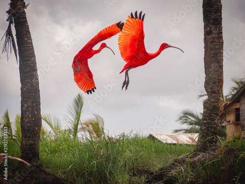 Konstfotografi Scarlet ibis